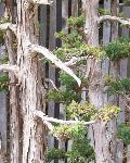  / Juniperus chinensis var. foemina 
